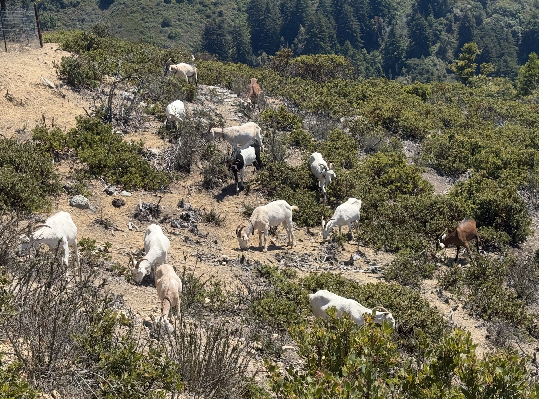 Balance 1 - Supporting Tier