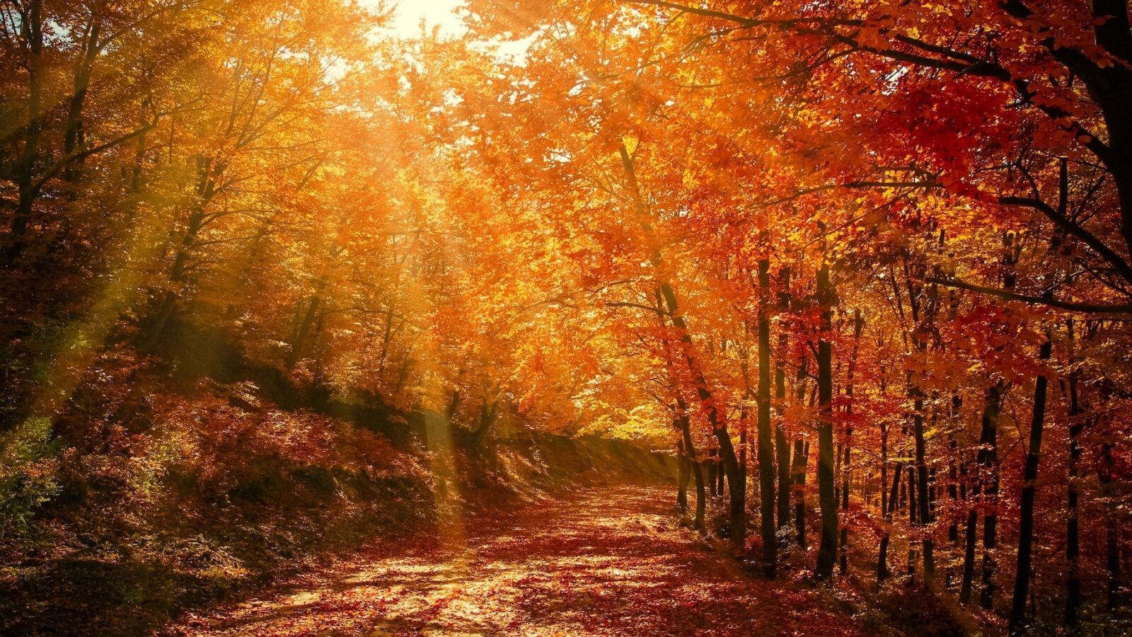 Linda Somatic Fall Background