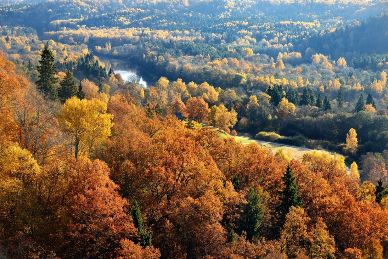 Colorful forest hills