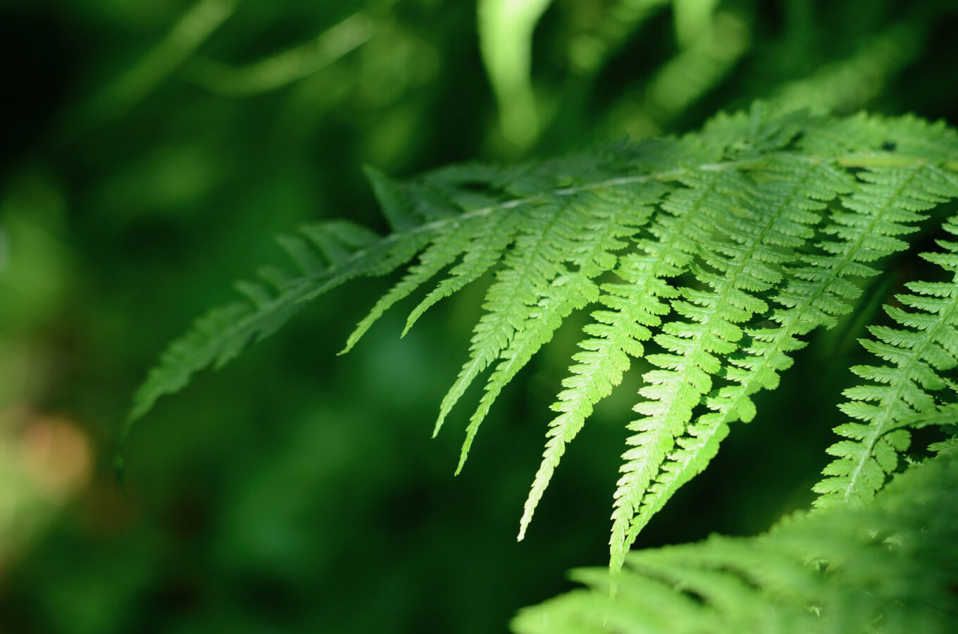 Fern close up in the forest SBI 300739868