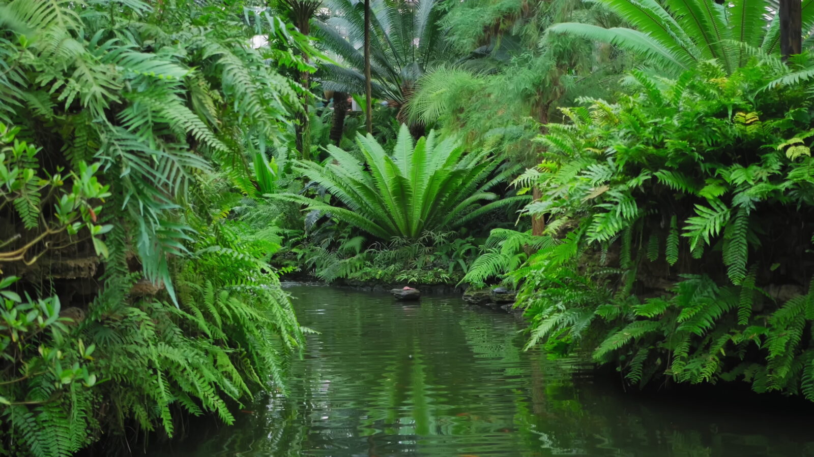 Forest ferns with light concept of nature green leaves woods tropical image