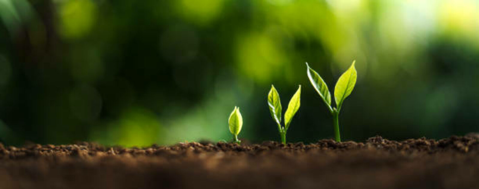 Grow