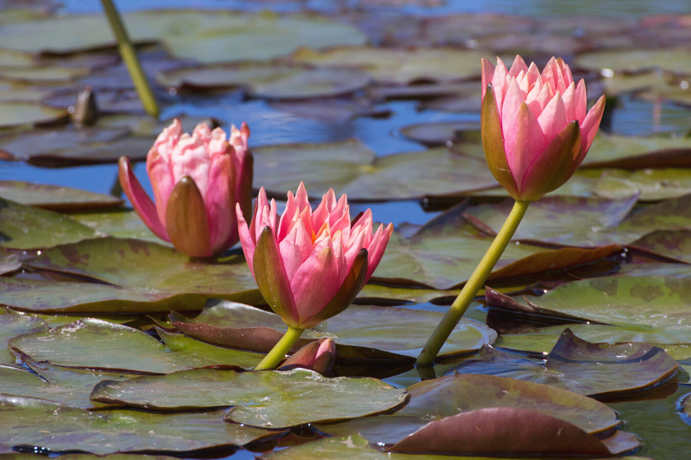Lotus flowers picture SBI 300363910