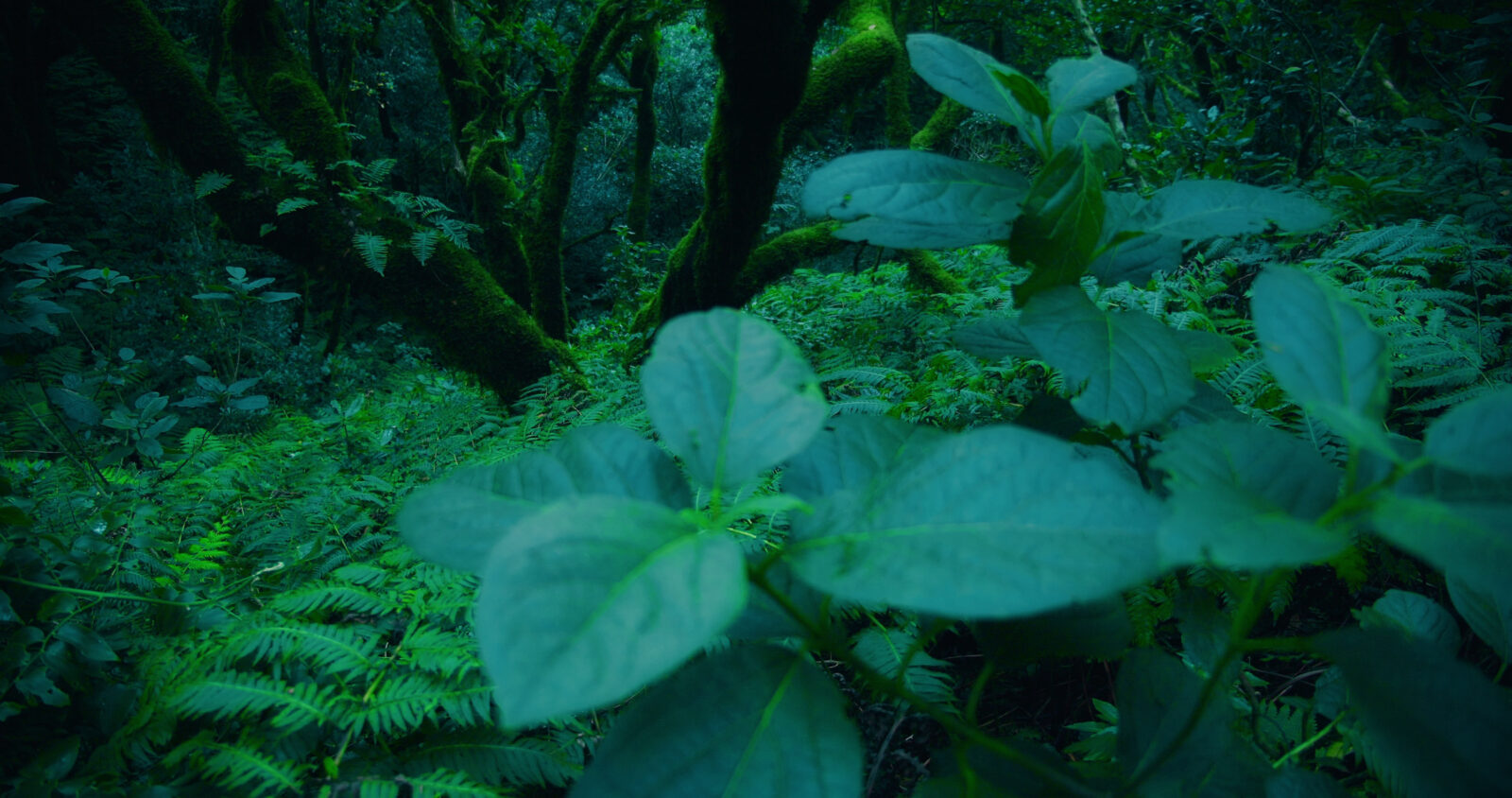 Mysterious lush green ancient rainforest giant old laurel tree trunks covered with thi SBI 350732750