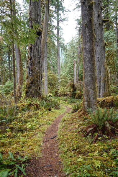 Wellspring trail